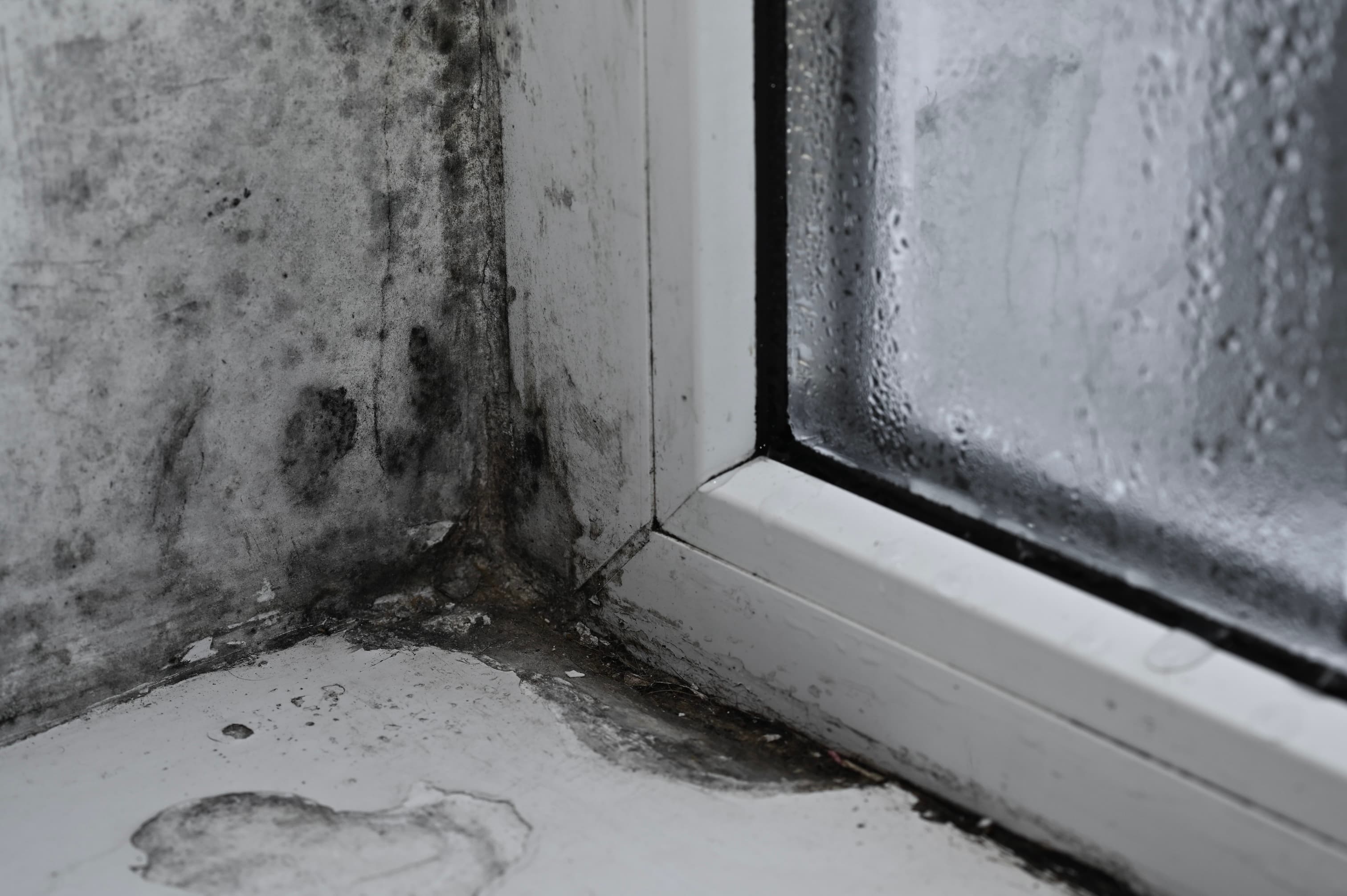 Corner of a window with mold and condensation.